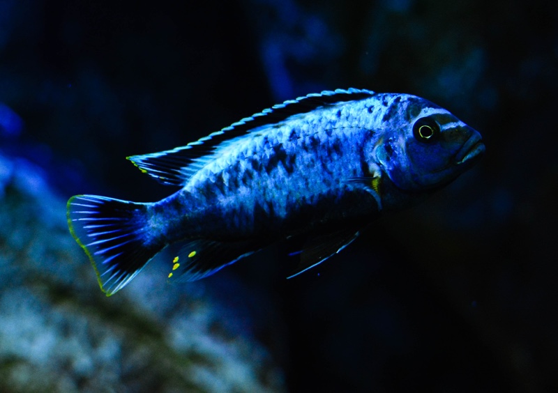 Maylandia sp. 'msobo' Magunga